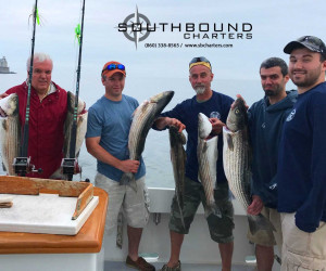 An early limit of Striped Bass aboard Southbound Charters