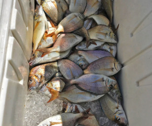 Pile-a-porgy ... Porgy fishing aboard Southbound Fishing Charters