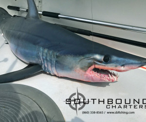 Mako shark landed with Southbound Fishing Charters out of Waterford, CT