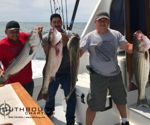 Hammering the Striped Bass with Southbound Fishing Charters out of Waterford, CT