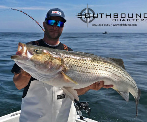 Big Striped bass fishing with Southbound Charters from Waterford, Connecticut